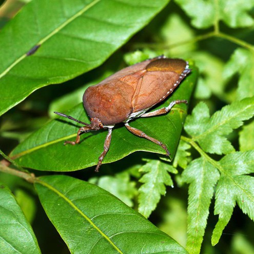 KIỂM SOÁT CÔN TRÙNG BAY